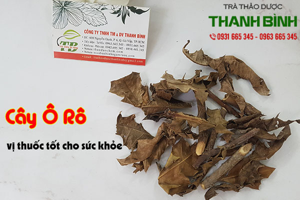 cây ô rô thảo dược thanh bình