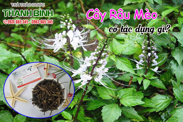 cây râu mèo thảo dược thanh bình