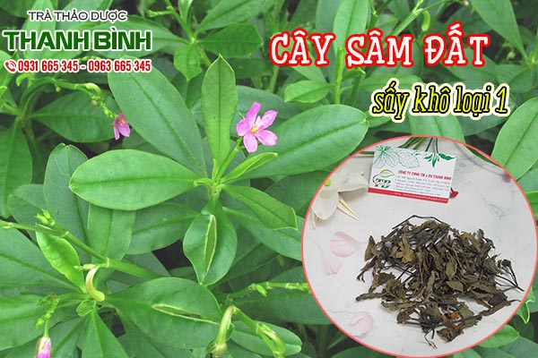 cây sâm đất thảo dược thanh bình