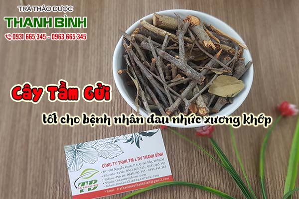 cây tầm gửi thảo dược thanh bình