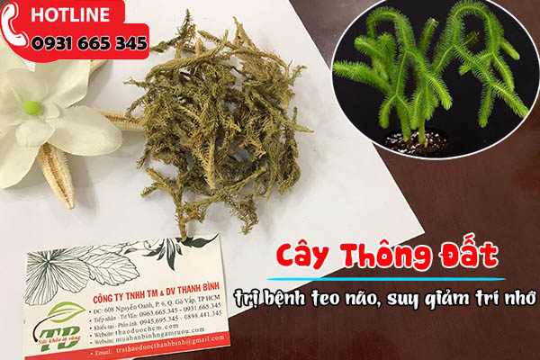 cây thông đất thảo dược thanh bình