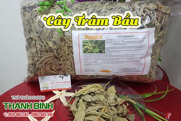 cây trâm bầu thảo dược thanh bình