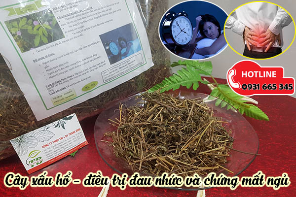 cây xấu hổ thảo dược thanh bình