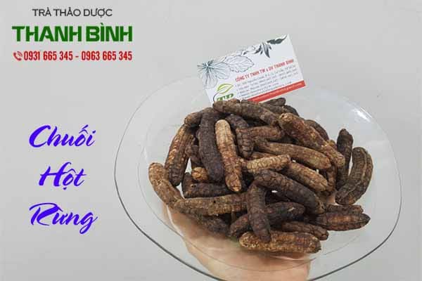 chuối hột rừng thảo dược thanh bình