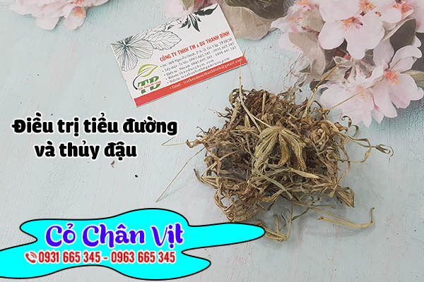 cỏ chân vịt thảo dược thanh bình