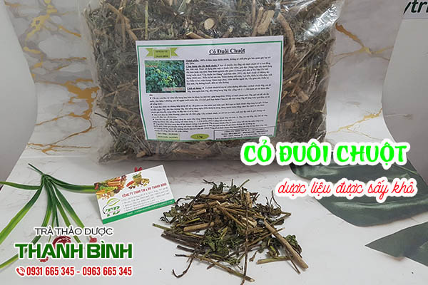 cỏ đuôi chuột thảo dược thanh bình