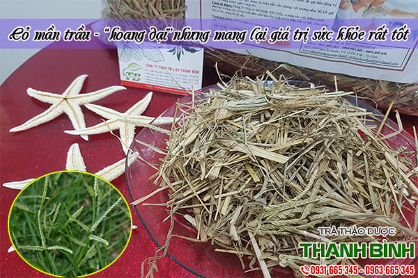 cỏ mần trầu thảo dược thanh bình