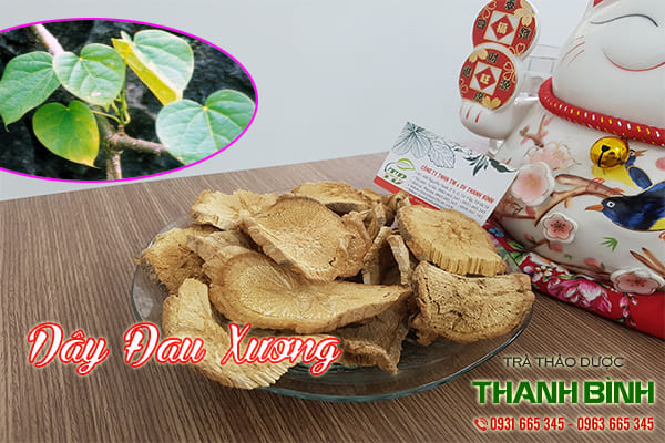 dây đau xương thảo dược thanh bình