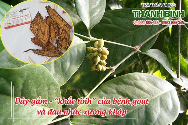 dây gắm thảo dược thanh bình