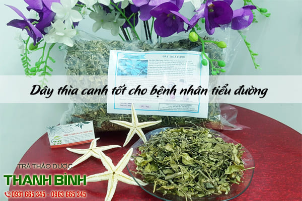 dây thìa canh thảo dược thanh bình