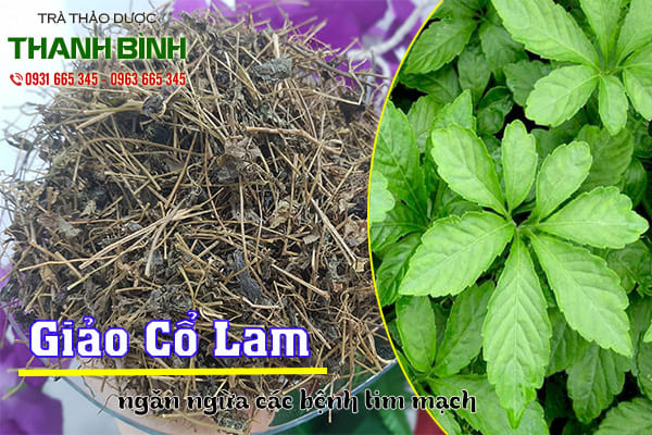 giảo cổ lam thảo dược thanh bình