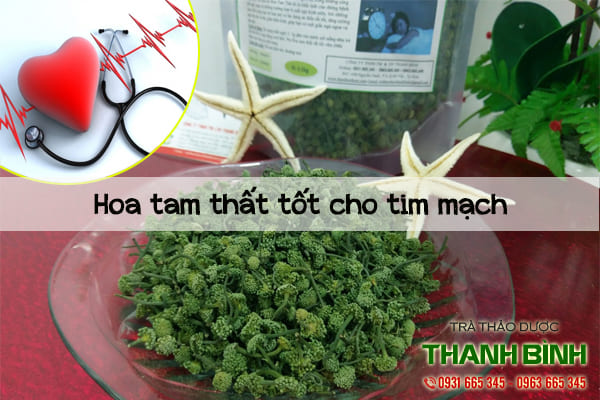 nụ hoa tam thất thảo dược thanh bình