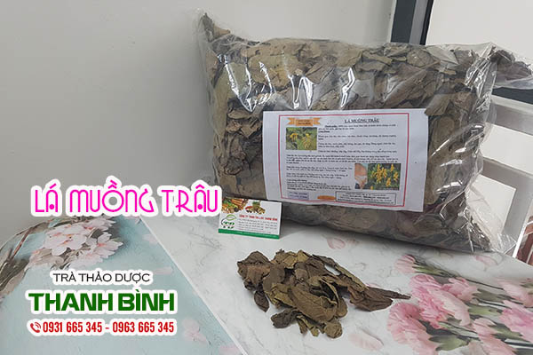 lá muồng trâu thảo dược thanh bình