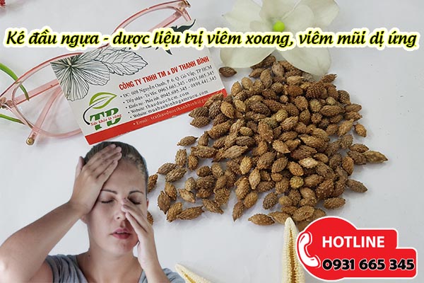 ké đầu ngựa thảo dược thanh bình