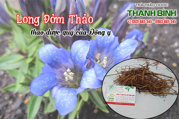 long đởm thảo thảo dược thanh bình