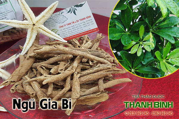 ngũ gia bì thảo dược thanh bình