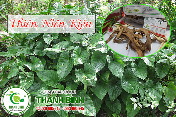 thiên niên kiện thanh bình