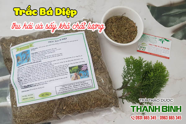 trắc bá diệp thảo dược thanh bình