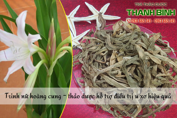 trinh nữ hoàng cung thảo dược thanh bình