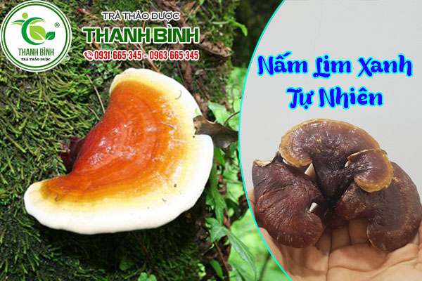 nấm lim xanh thảo dược thanh bình