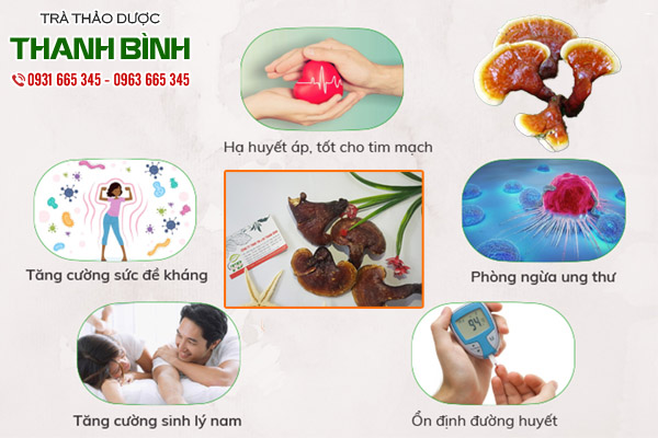 nấm lim xanh tại thảo dược Thanh Bình