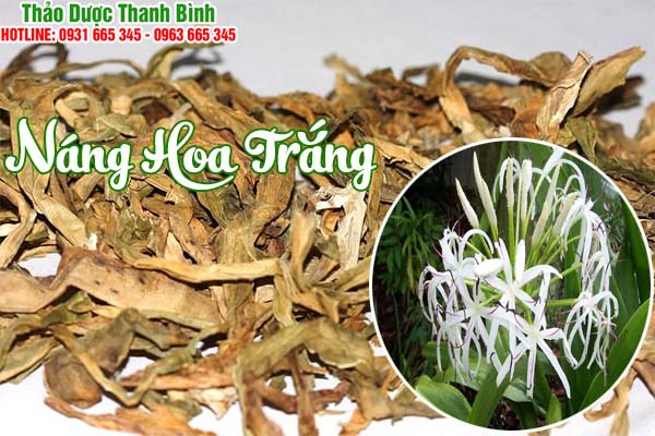 náng hoa trắng thảo dược thanh bình