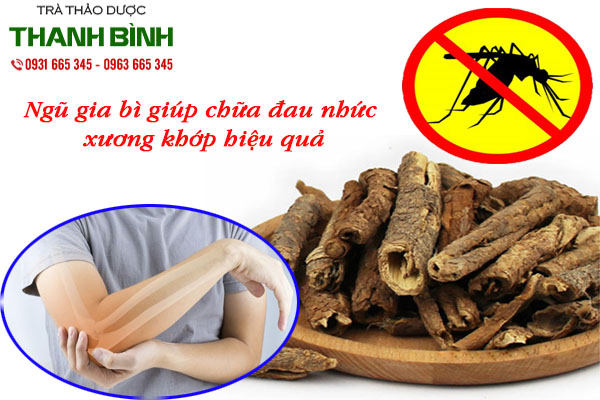 ngũ gia bì tại thảo dược thanh bình