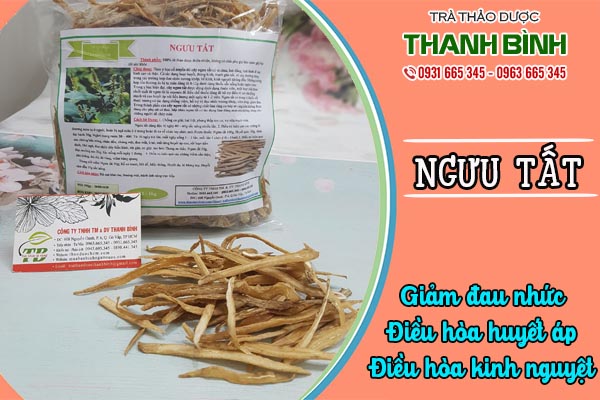 ngưu tất thảo dược thanh bình