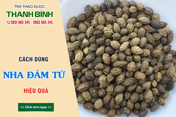 Nha đảm tử Thảo Dược Thanh Bình