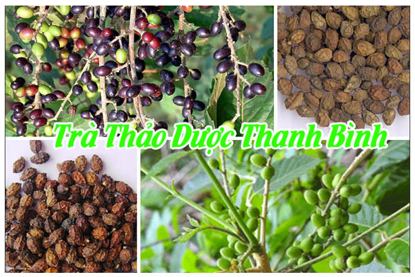 nha đam tử thảo dược Thanh Bình