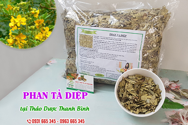 Phan tả diệp Thảo Dược Thanh Bình