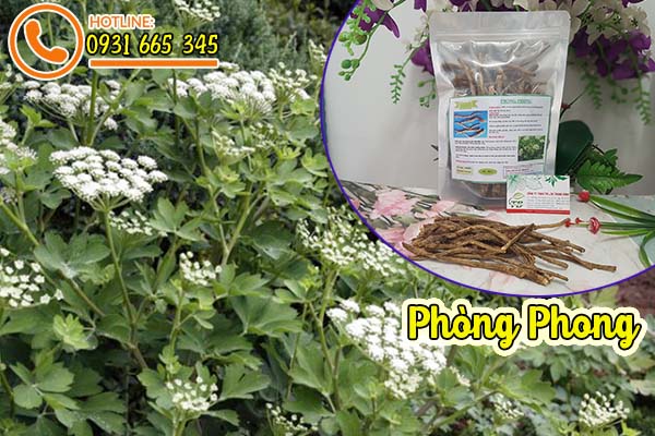 phòng phong thảo dược thanh bình