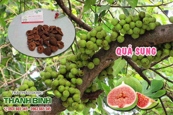 quả sung tại thảo dược Thanh Bình