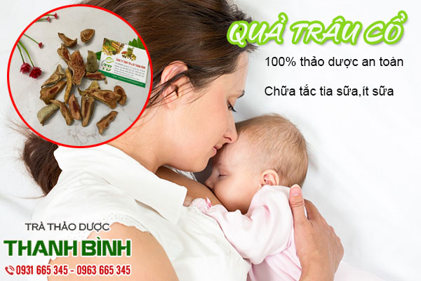 cây trâu cổ thảo dược thanh bình