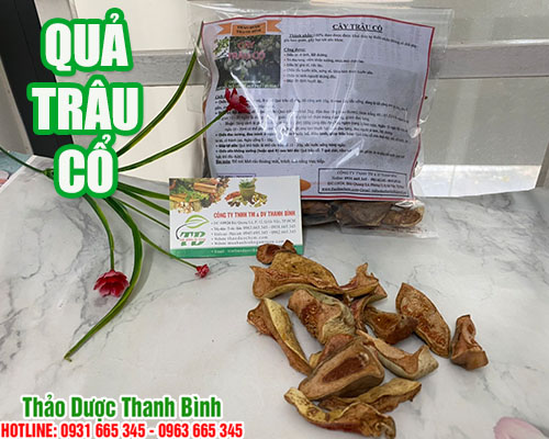 đông trùng hạ thảo uy tín thảo dược thanh bình