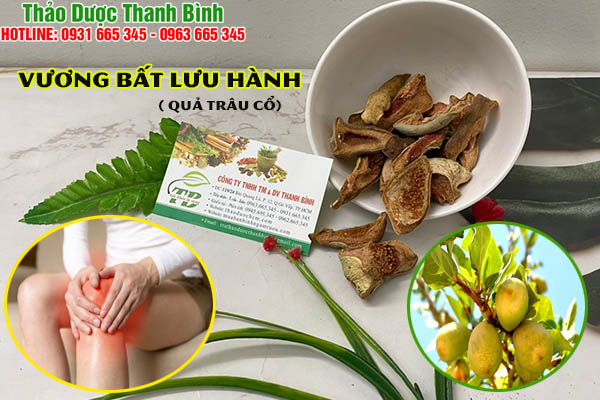 cây trâu cổ tại thảo dược thanh bình