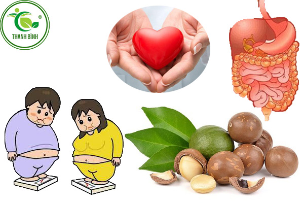 quả mắc ca thảo dược thanh bình