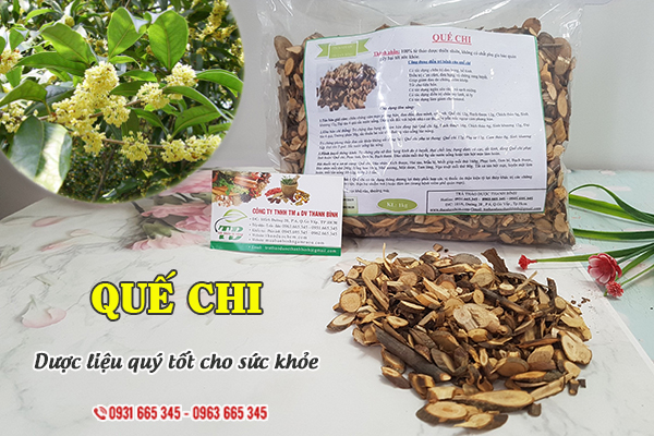 Quế chi Thảo Dược Thanh Bình