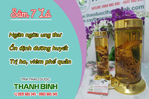 sâm 7 lá thảo dược thanh bình