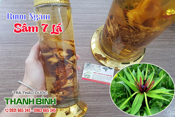 sâm 7 lá thảo dược thanh bình