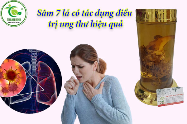 sâm 7 lá  tại thảo dược Thanh Bình