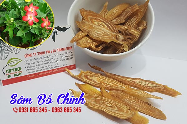 sâm bố chính thảo dược thanh bình