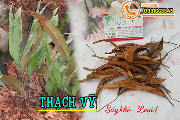 thạch vỹ thảo dược thanh bình