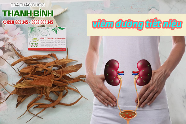 thạch vỹ tại thảo dược Thanh Bình