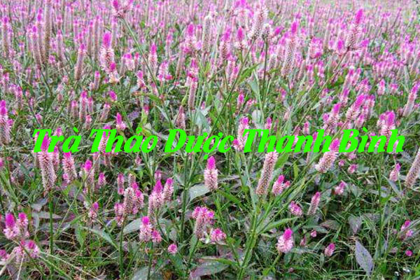 Thanh tương tử tại thảo dược Thanh Bình