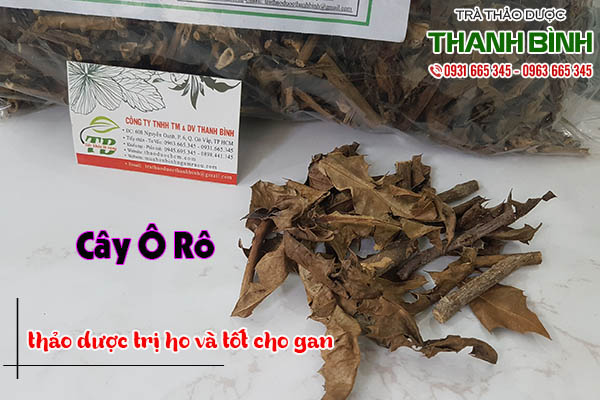 cây ô rô thảo dược thanh bình