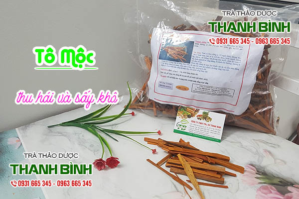 tô mộc thảo dược thanh bình