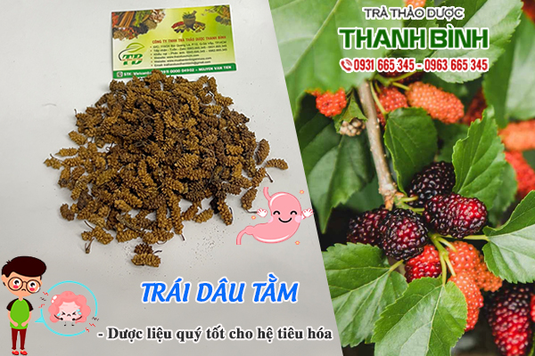 Trái dâu tằm Thảo Dược Thanh Bình