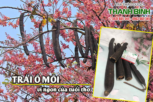 trái ô môi thảo dược thanh bình