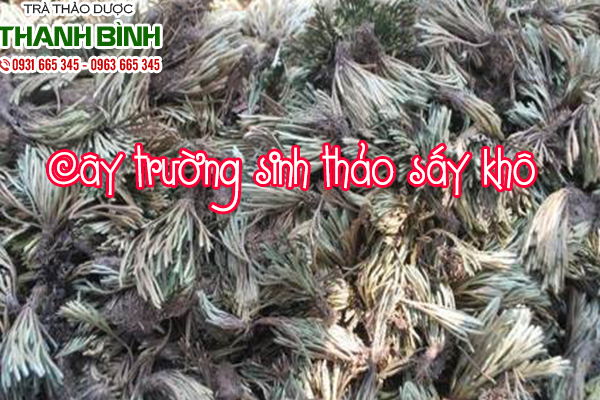 trường sinh thảo sấy khô tại thảo dược Thanh Bình